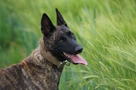 Along with charles and christopher, c names for boys in the us top 100 include carter, caleb, connor, and christian. Dutch Names For Dogs 140 Dutch Dog Names