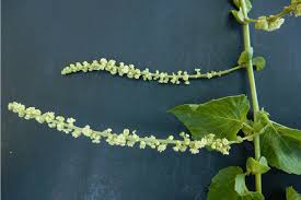 Image result for Gouania scandens