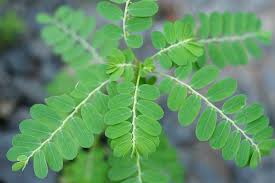 Image result for Phyllanthus inflatus