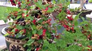 Kết quả hình ảnh cho DAU TAM