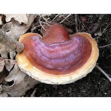 Image result for Ganoderma lucidum