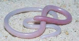 Ancient Blind Snakes Were Original Inhabitants Of Madagascar Endangered Animals Beautiful Snakes Snake