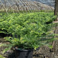 Image result for Polycarpaea prostratum