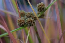 Image result for Oxycaryum