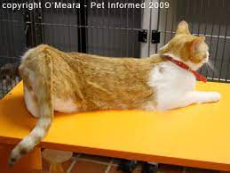 Face Low Cost Animal Clinicis Your Cat In Heat Face Low Cost Animal Clinic