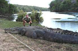 Most of the saltwater crocodiles are found in australia, india, and sri lanka. Saltwater Crocodile Facts Habitat Bite Diet Life Cycle Pictures