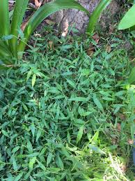 Image result for Oplismenus