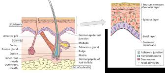 La voie de la PGI2 pour améliorer la cicatrisation des plaies du pied  diabétique