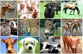 List Of Animal Welfare Organizations In India