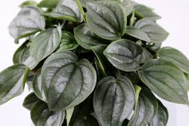 Image result for Peperomia molleri