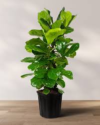 Image result for Ficus