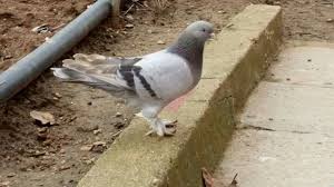 Tunahan Adli Kullanicinin Guvercin Pidgeon Panosundaki Pin Hayvanlar