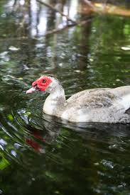 Maybe you would like to learn more about one of these? Raising Muscovy Ducks Lady Lee S Home