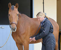 Humans have been riding horses and using them for work for millennia. Most Common Horse Illnesses And Injuries Revealed By Petplan Equine Petplan Equine