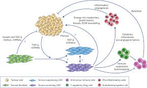 For example, eating a traditional mediterranean diet rich in fruit, vegetables, and healthy fats like olive oil can lower your risk for a variety of common cancers, including breast cancer. Cancer Associated Fibroblasts Heroes Or Villains British Journal Of Cancer