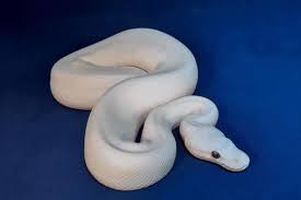 What Do Newborn Snakes Eat