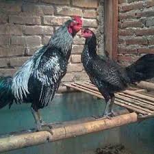 Foto Ayam Pama Kami
