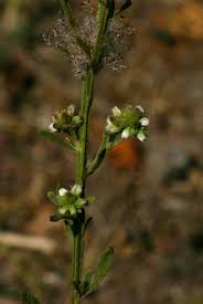 Image result for Neojeffreya