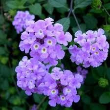 We did not find results for: Buy Lantana Purple Plant Online At Cheap Price On Plantsguru Com