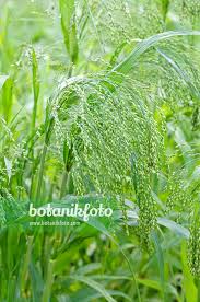 Image result for Panicum miliaceum