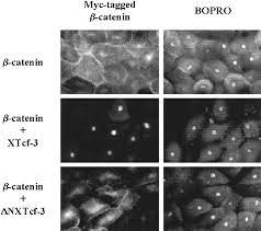 Billions of data points · quick & easy to use · always improving Xtcf 3 Transcription Factor Mediates B Catenin Induced Axis Formation In Xenopus Embryos Cell