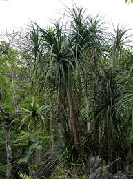 Image result for Dracaena camerooniana