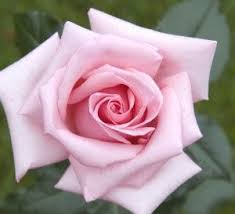 We are family owned and operated. Rose National Flower Of Usa New York State