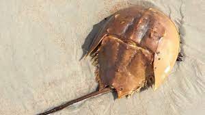Horseshoe Crabs Are Critical To The Biotech Industry Sciworthy