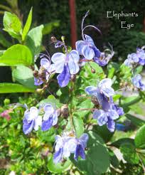 Image result for Rotheca wildii