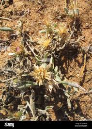 Image result for Dicoma capensis