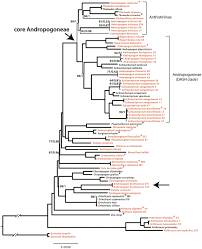 Image result for Andropogon fastigiatus