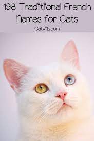 Get Ready To Say Bonjour To Some Of The Best French Cat Names Ever We Ve Got Over 300 Ideas Ranging From Tasty Food To French Cats French Cat Names Cat Names
