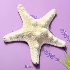 A white starfish wrapped in a simple ribbon becomes an elegant wedding favor, while a chunky brown starfish sets the. 6 7cm Natural Crafts Decor Sea Star Shell Fish Tank Aquarium Ornaments Decorative Wedding Party Home Decor Artificial Sea Star Shells Starfishes Aliexpress