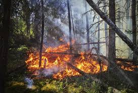Varje år ödeläggs miljoner hektar skog av bränder. H A L L E K I S K U R I R E N Okad Risk For Skogsbrand I Lanet