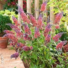 Buddleja Ile Ilgili Gorsel Sonucu Flower Power Flowers Buddleja Davidii