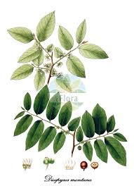 Image result for Ebenaceae