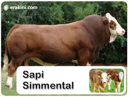 Lembu punya susu, sapi dapat nama. Fakta Sapi Simental Lengkap Ciri Kelebihan Kelemahan Dan Harganya
