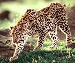 周公解梦梦见豹子 梦见被豹子袭击 查查吧 wildlife sanctuary wild cats feline