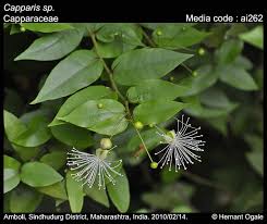 Image result for Capparis citrifolia