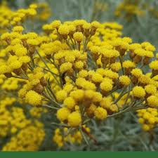 Image result for Helichrysum quartinianum