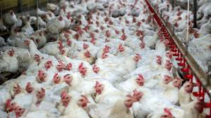 Thousands of affected fowl have been slaughtered. I7rf3kanmks5qm