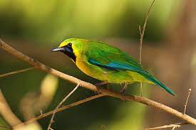 Pin On 8 Jenis Burung Kicau Paling Populer Di Pulau Jawa Indonesia
