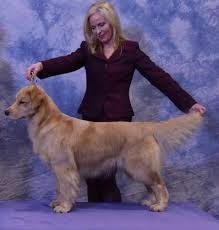 Golden retriever puppies are adorable and if you are buying one of your own, sometimes making a choice can be difficult. Gray Valley Goldens Golden Retriever News