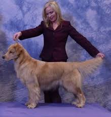 Are golden retrievers good family dogs? Gray Valley Goldens Golden Retriever News