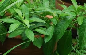 Daun sambung nyawa atau sambung nyowo atau akar sebiak yang nama latinnya adalah gynura procumbens ialah salah satu jenis tanaman asli indonesia yang sudah lama dipakai oleh masyarakat untuk mengobati berbagai penyakit. 16 Manfaat Daun Sambung Nyawa