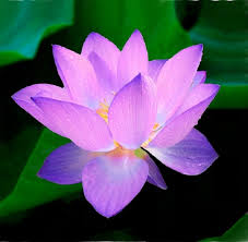 Lotus Flower History, Significance & Growing Tips