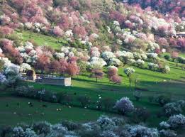 北疆花季限定︱三生有杏遇見你~春暖花開遊花路13日】~三排椅| 吉航旅行社