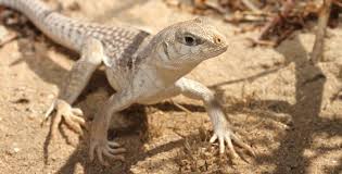 How To Care For Desert Iguanas Allans Pet Center West La Allans Pet Center