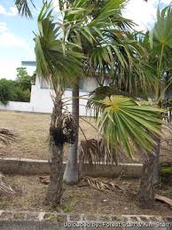 Image result for Coccothrinax