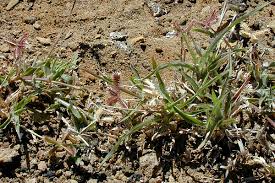 Image result for Dactyloctenium aegyptium